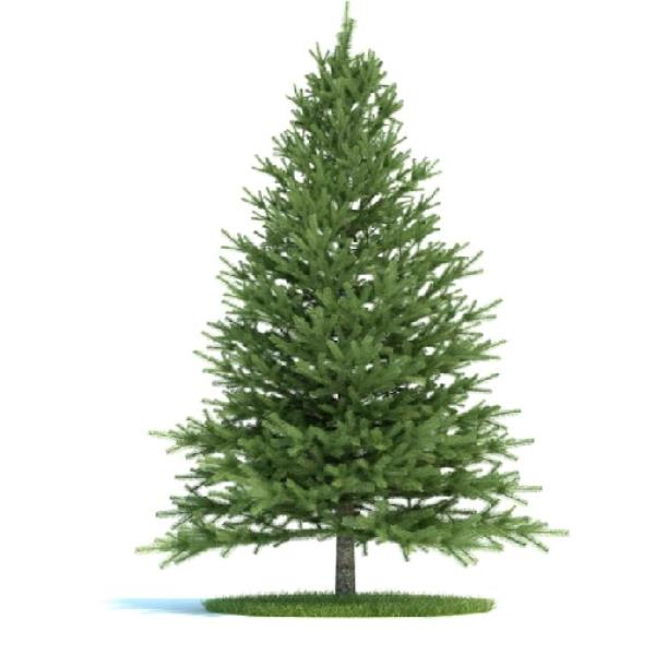 درخت کاج - دانلود مدل سه بعدی درخت کاج - آبجکت سه بعدی درخت کاج - دانلود آبجکت سه بعدی درخت کاج -دانلود مدل سه بعدی fbx - دانلود مدل سه بعدی obj -Pine tree 3d model free download  - Pine tree 3d Object - Pine tree OBJ 3d models - Pine tree FBX 3d Models